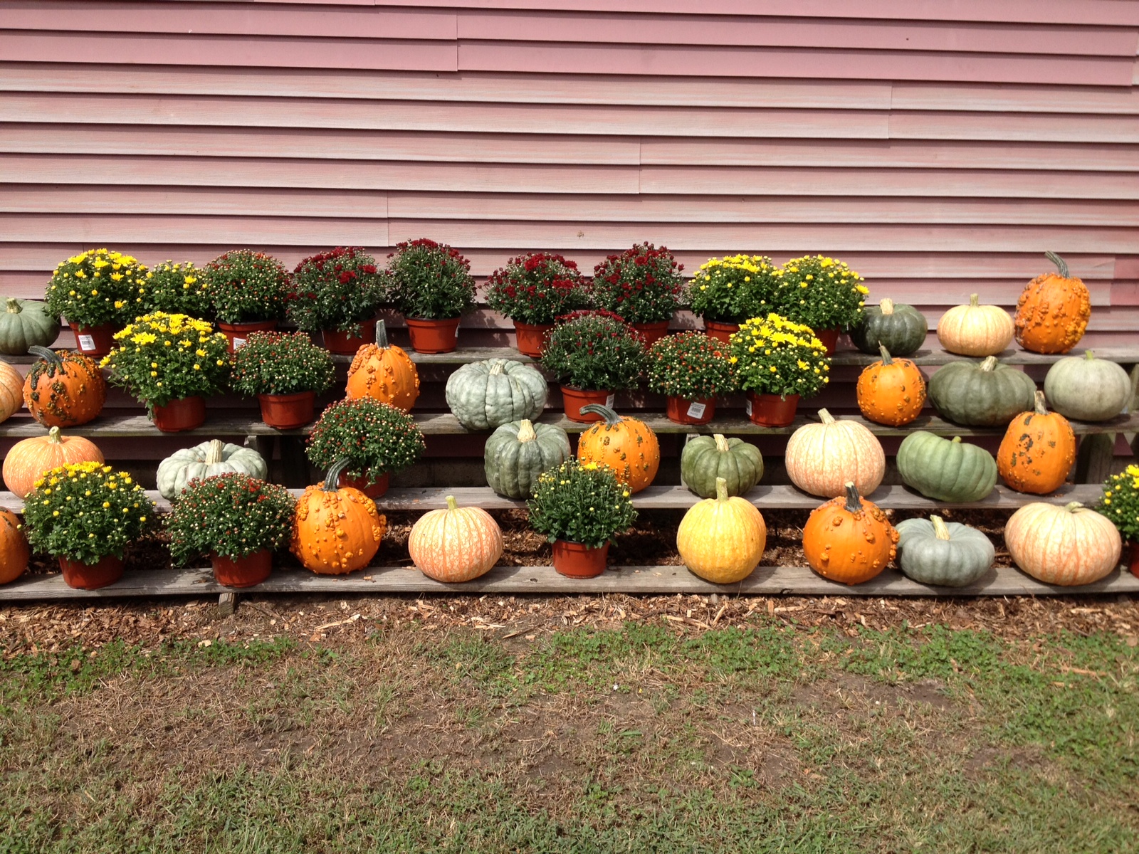 Pumpkins and their Mums