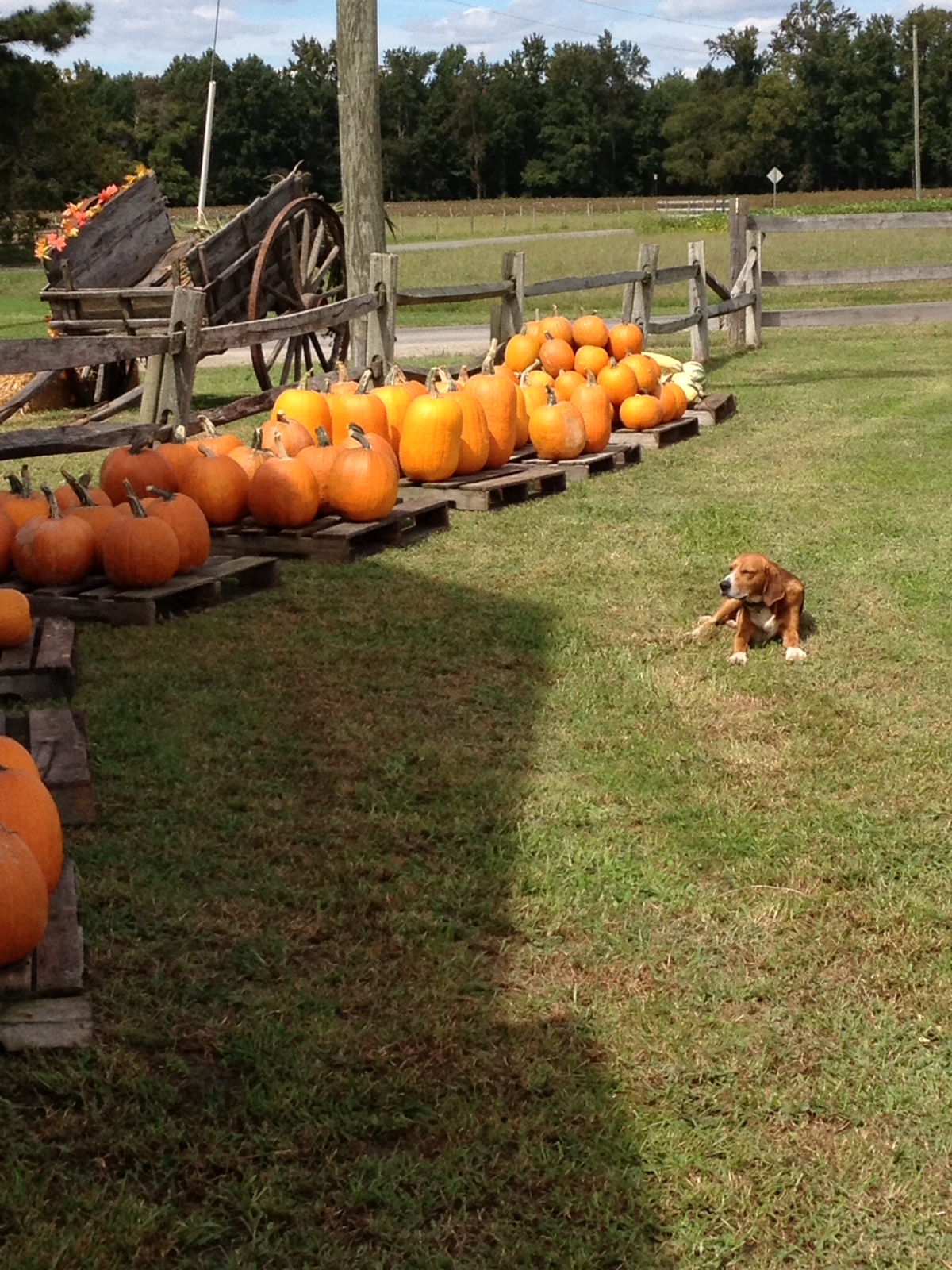 Pumpkins and Carriage 